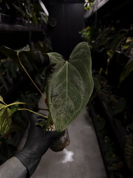 Anthurium papillilaminum ('Red Abaxial' ex. MP) x self
