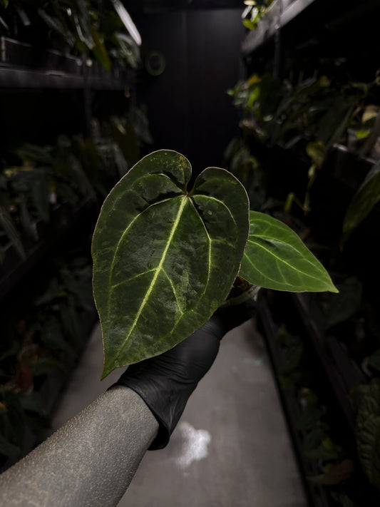 Anthurium #MidasTouch • variegated plant