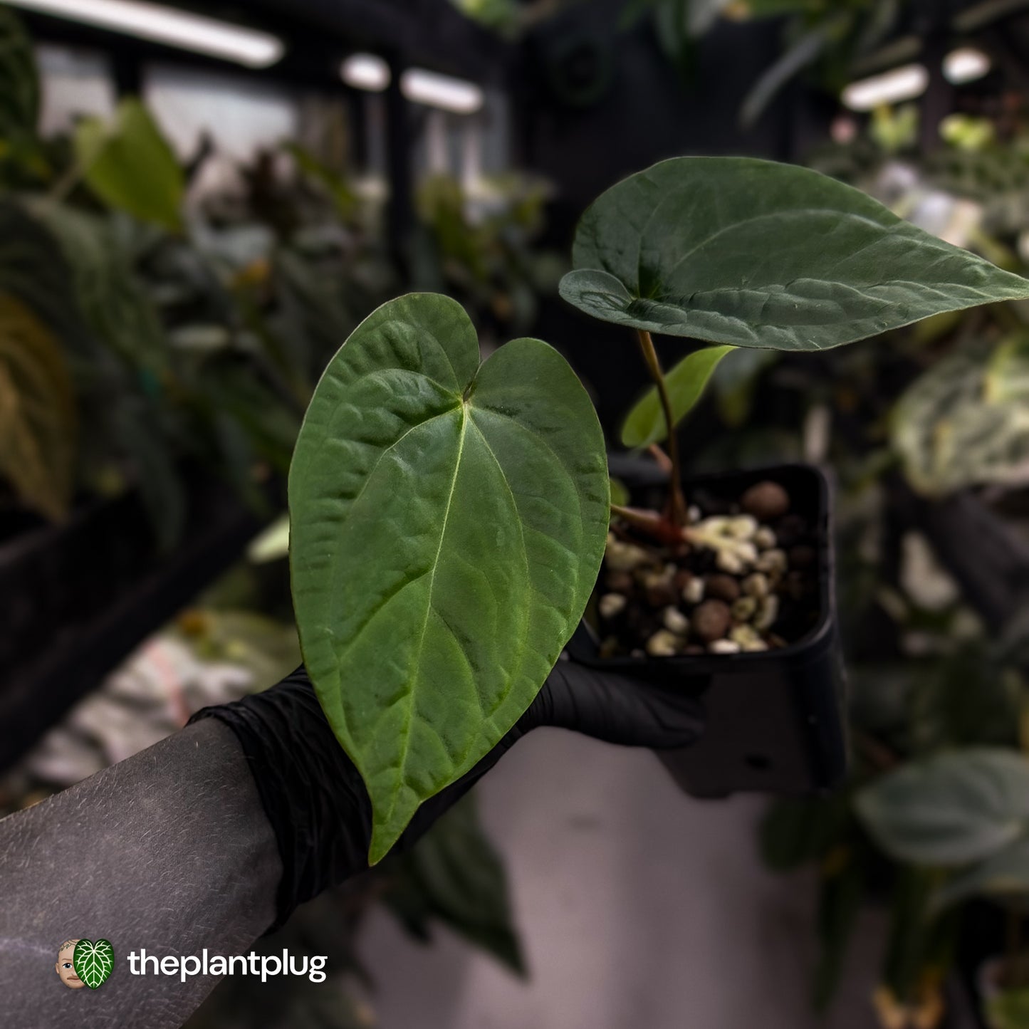 Anthurium 'Scarlet Moon' x (antolakii 'Felix' x kunayalense)