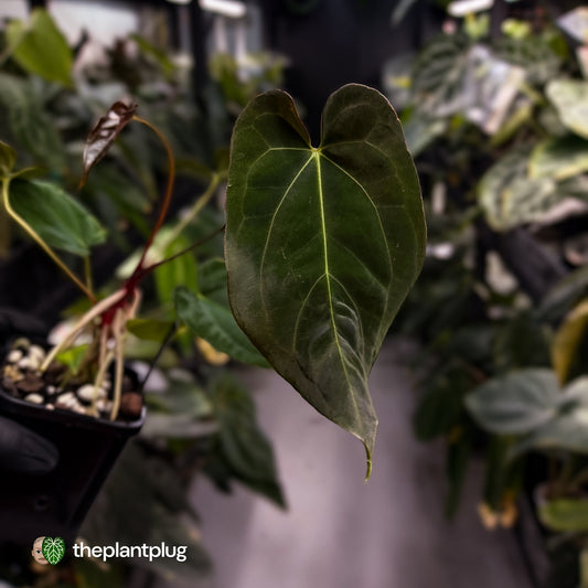 Anthurium papillilaminum 'RL' s1 x ('Black Widow')