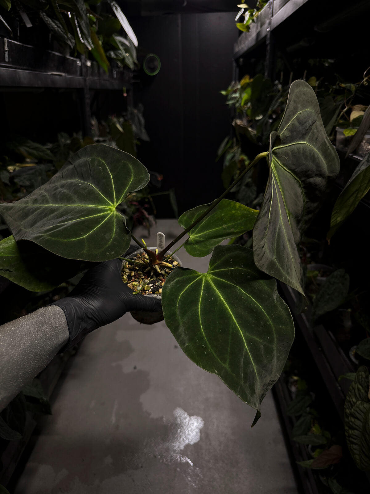 Anthurium ('Blackx' x 'Hoffx') x 'Heinz' s1 • XL plant.