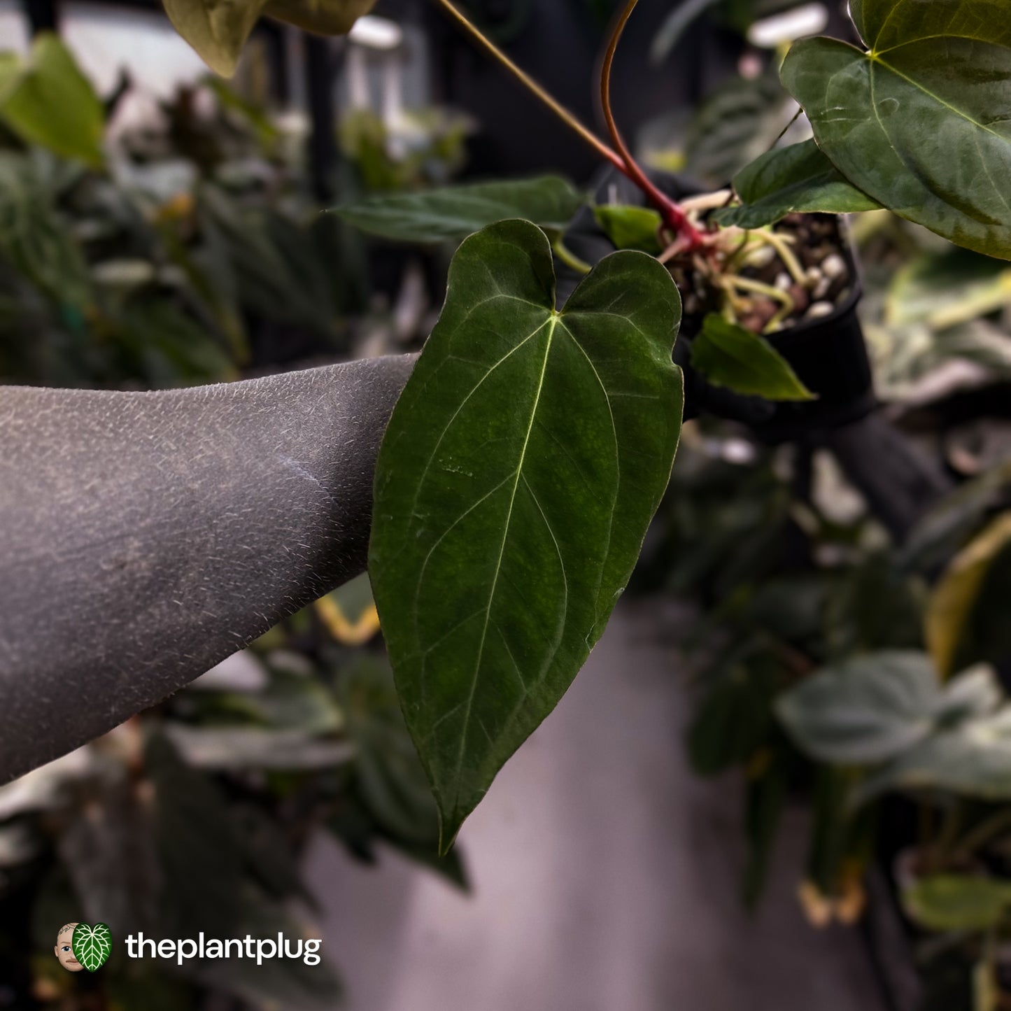 Anthurium papillilaminum 'RL' s1 x ('Black Widow')