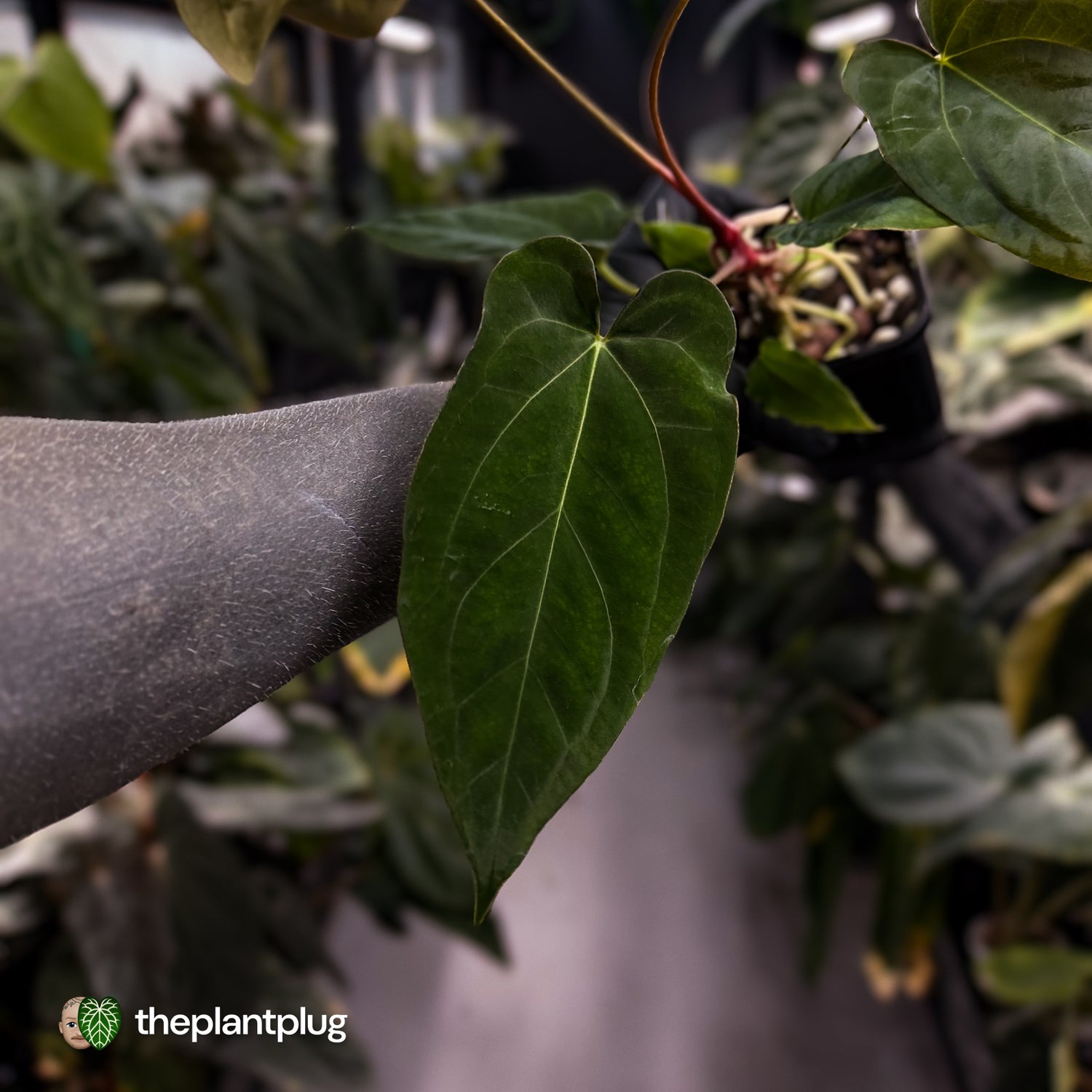 Anthurium papillilaminum 'RL' s1 x ('Black Widow')