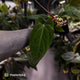 Anthurium papillilaminum 'RL' s1 x ('Black Widow')