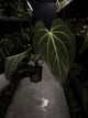 Anthurium ('Blackx' x 'Hoffx') x 'Heinz' s1 • XL plant.