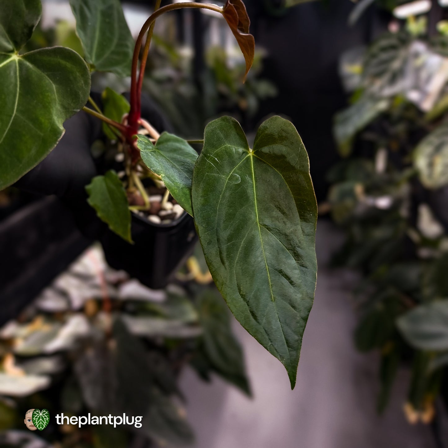 Anthurium papillilaminum 'RL' s1 x ('Black Widow')