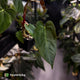 Anthurium papillilaminum 'RL' s1 x ('Black Widow')