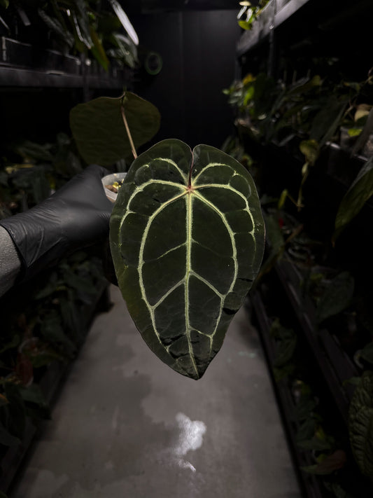 Anthurium ('Zara' x 'Michelle') x carlablackiae 'NSE'