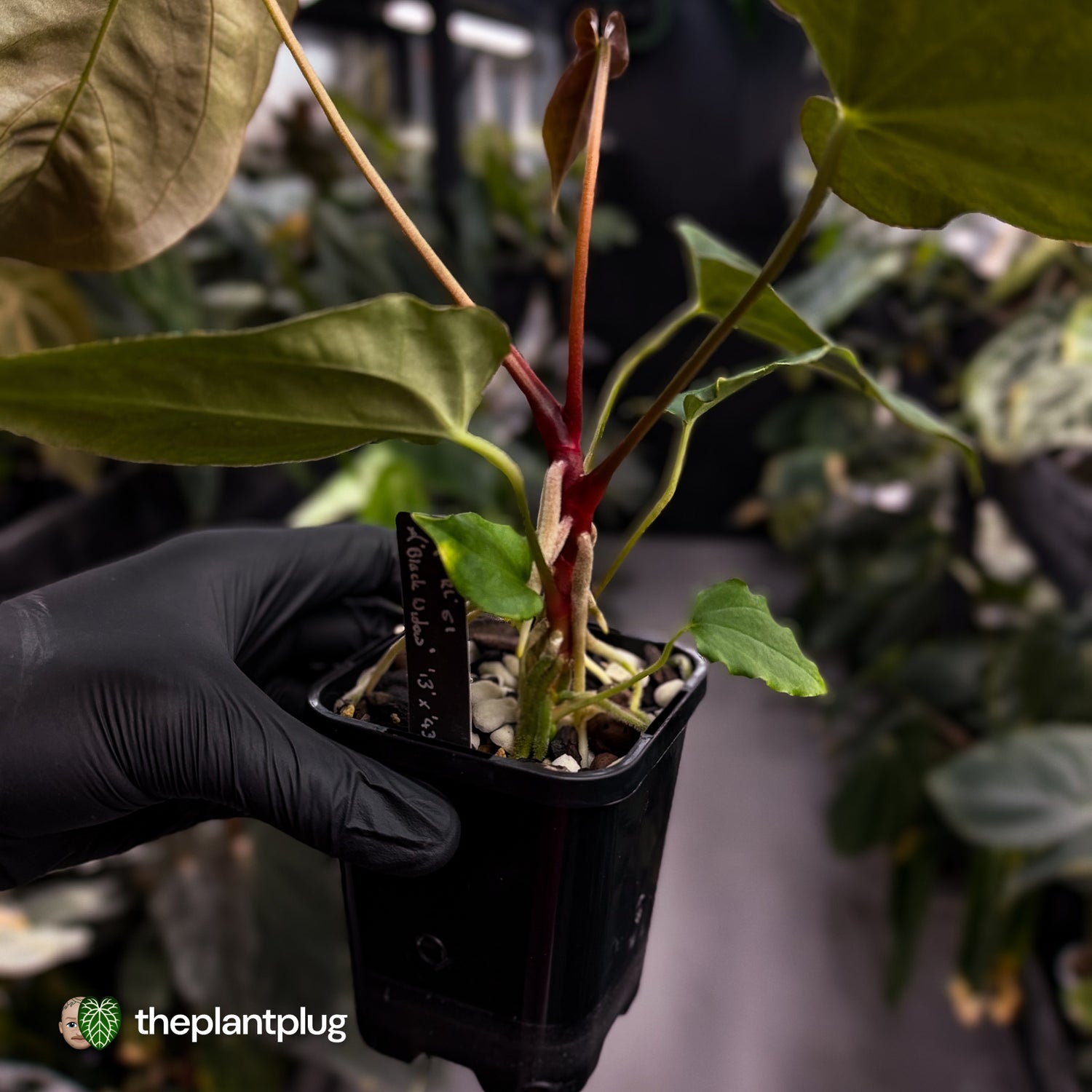 Anthurium papillilaminum 'RL' s1 x ('Black Widow')
