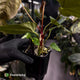 Anthurium papillilaminum 'RL' s1 x ('Black Widow')