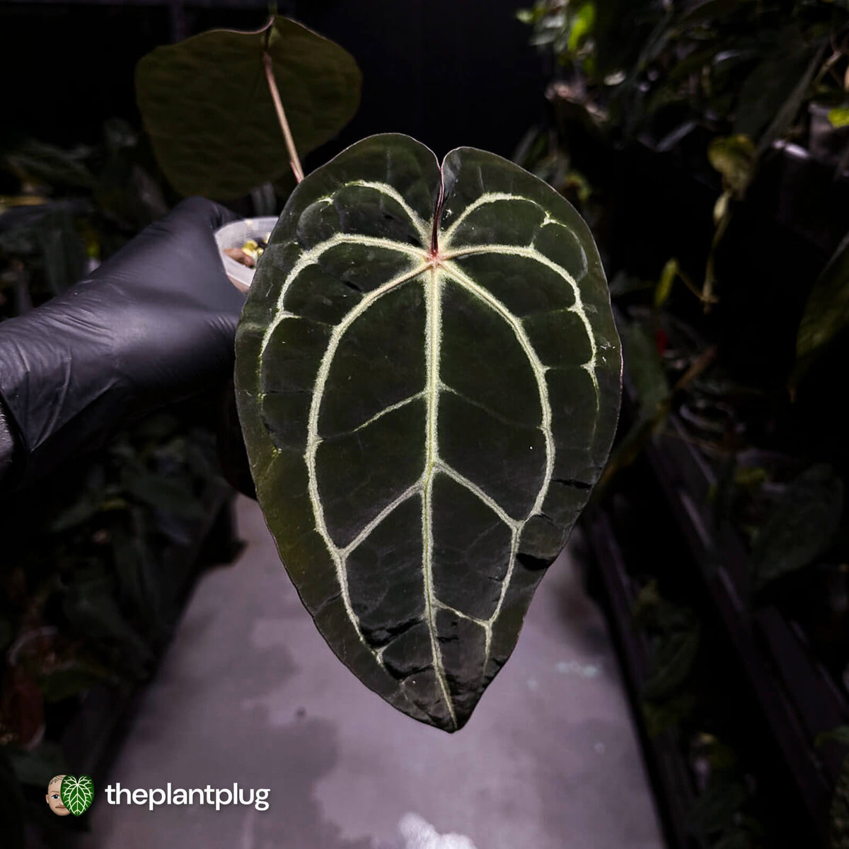 Anthurium ('Zara' x 'Michelle') x (carlablackiae)