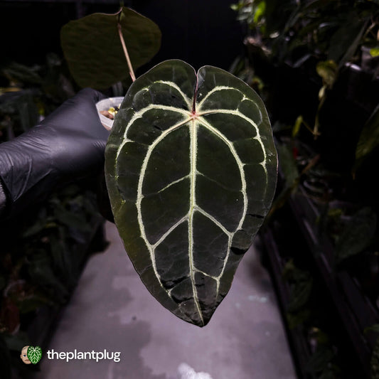 Anthurium ('Zara' x 'Michelle') x (carlablackiae)