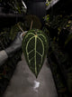 Anthurium ('Zara' x 'Michelle') x carlablackiae 'NSE'