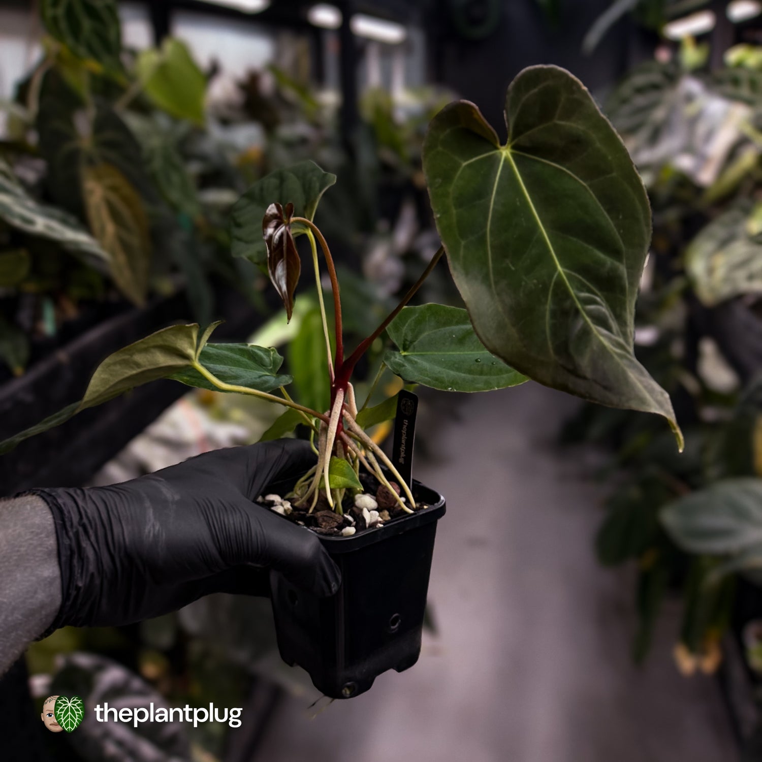 Anthurium papillilaminum 'RL' s1 x ('Black Widow')