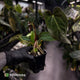 Anthurium papillilaminum 'RL' s1 x ('Black Widow')