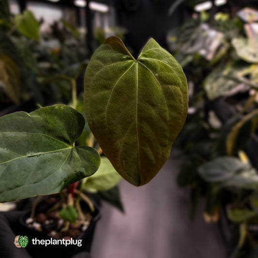 Anthurium papillilaminum 'RL' s1 x ('Black Widow')