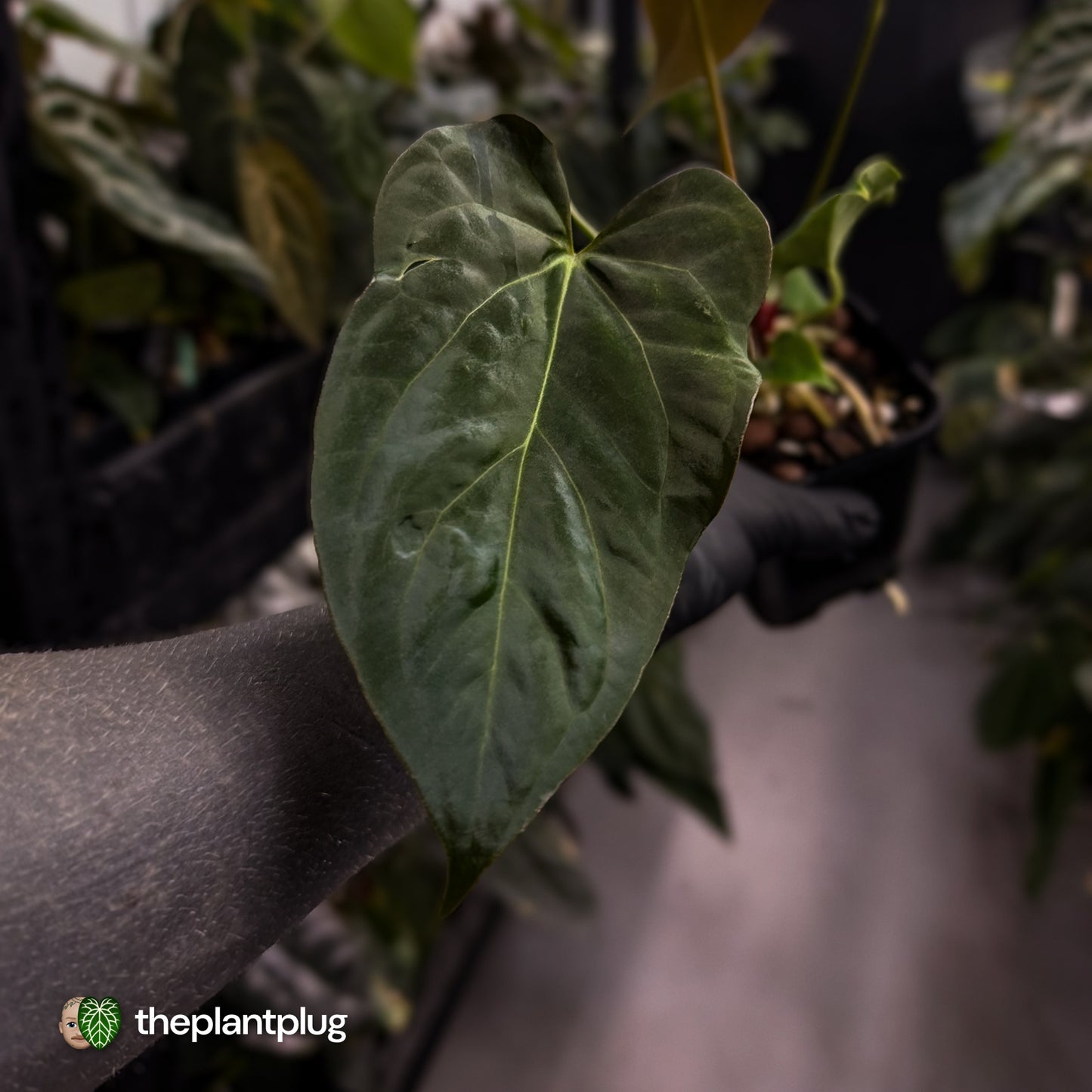 Anthurium papillilaminum 'RL' s1 x ('Black Widow')