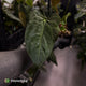 Anthurium papillilaminum 'RL' s1 x ('Black Widow')