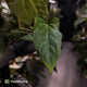 Anthurium papillilaminum 'RL' s1 x ('Black Widow')