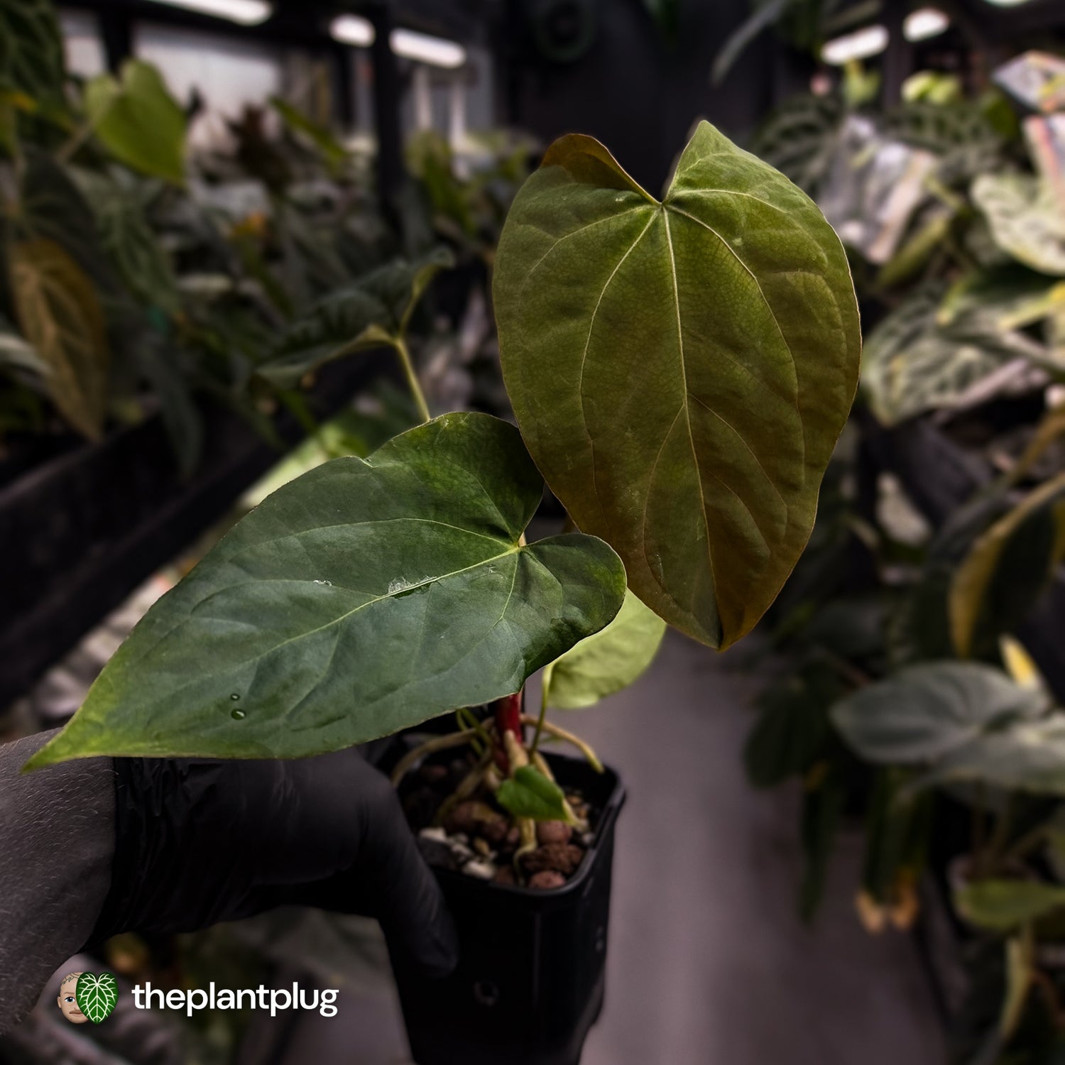 Anthurium papillilaminum 'RL' s1 x ('Black Widow')