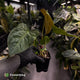 Anthurium papillilaminum 'RL' s1 x ('Black Widow')
