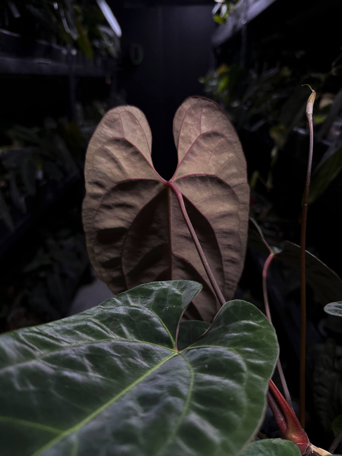 Anthurium #Astaroth • holdback plant