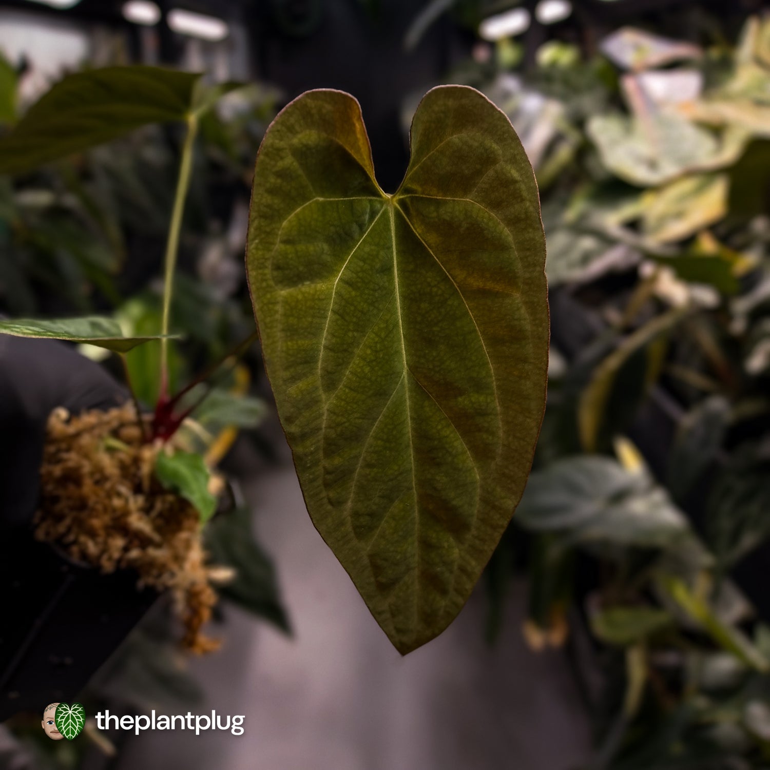 Anthurium papillilaminum 'RL' s1 x ('Black Widow')