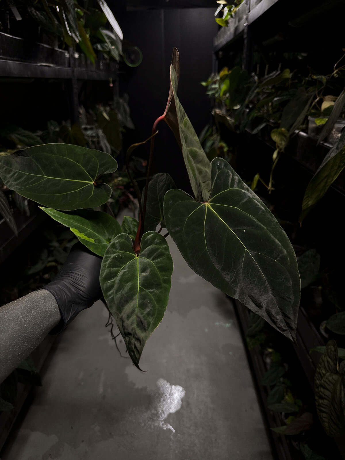 Anthurium #Astaroth • holdback plant