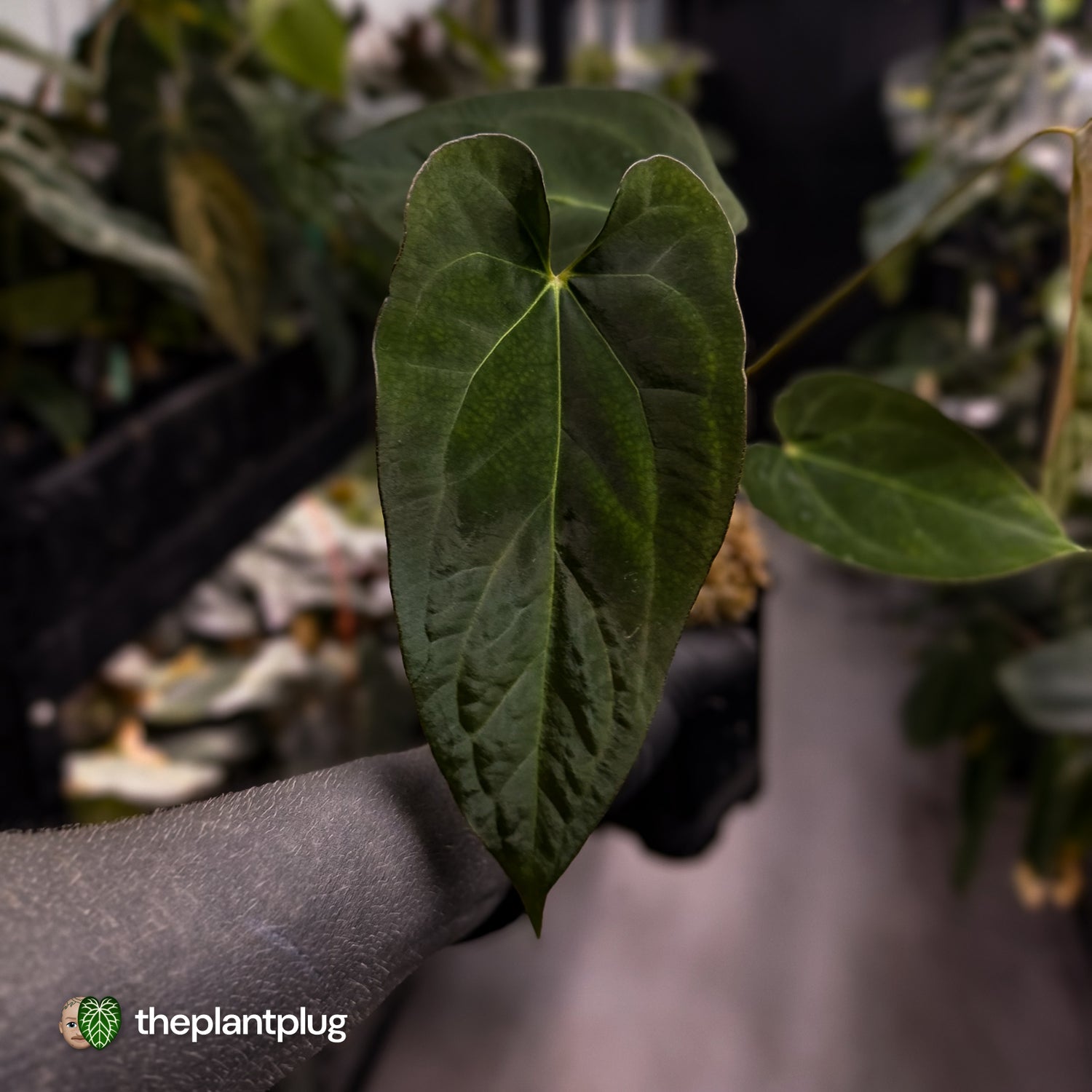 Anthurium papillilaminum 'RL' s1 x ('Black Widow')