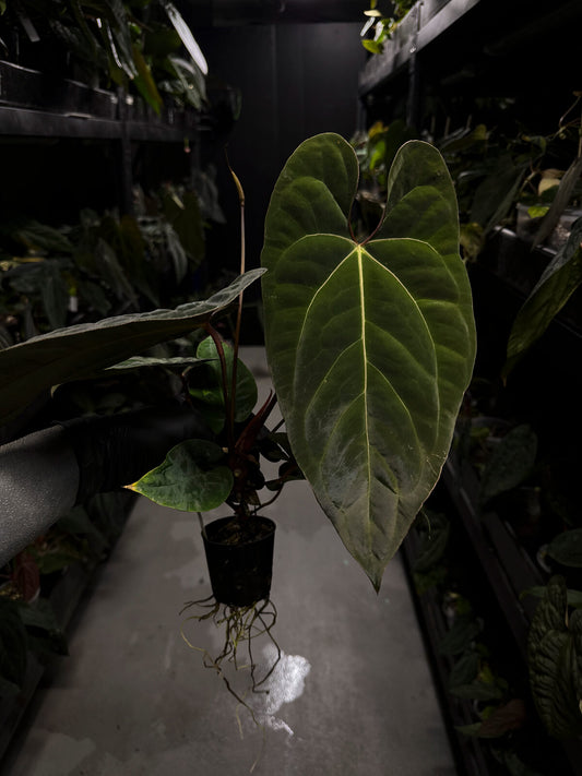 Anthurium #Astaroth • holdback plant