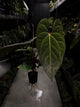 Anthurium #Astaroth • holdback plant