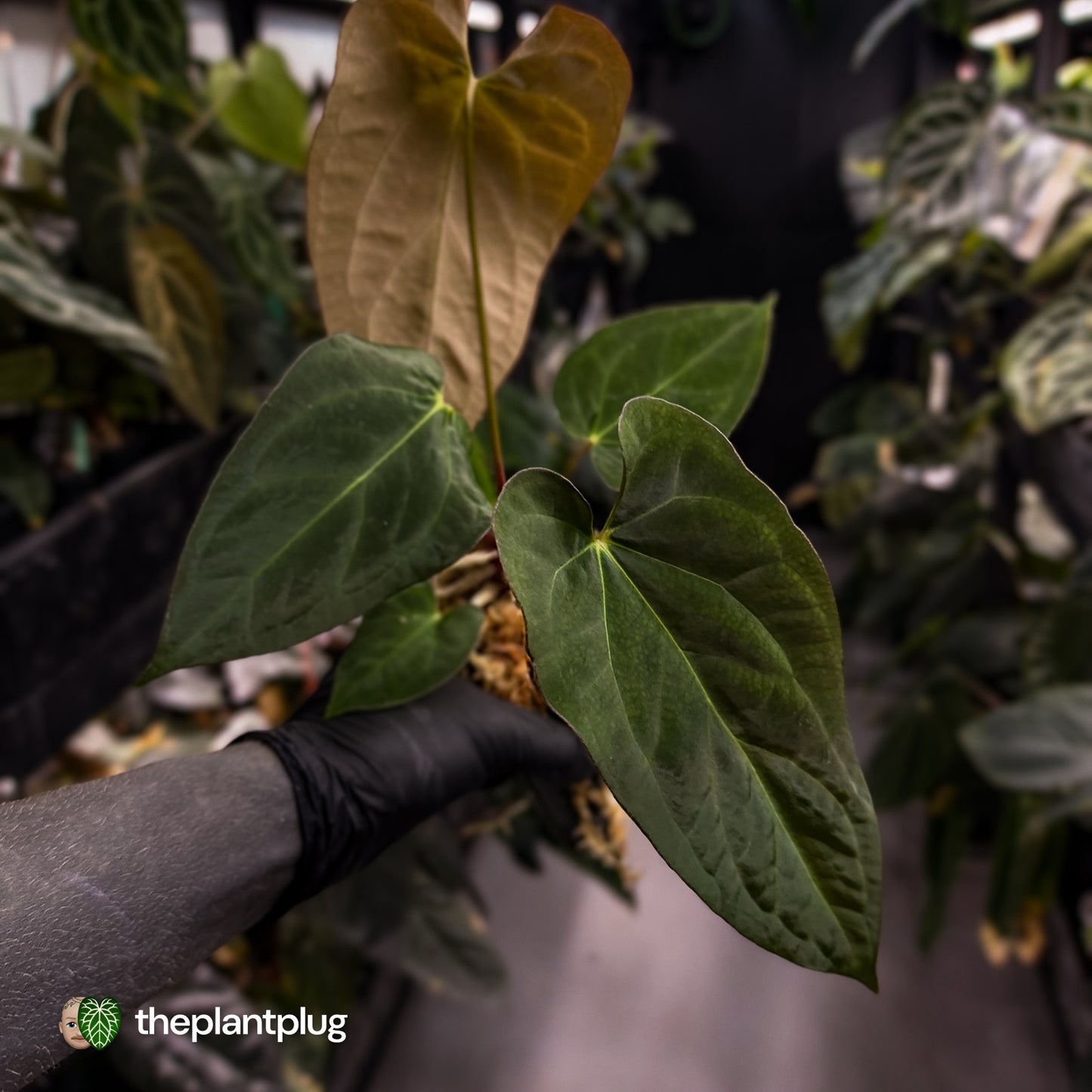 Anthurium papillilaminum 'RL' s1 x ('Black Widow')