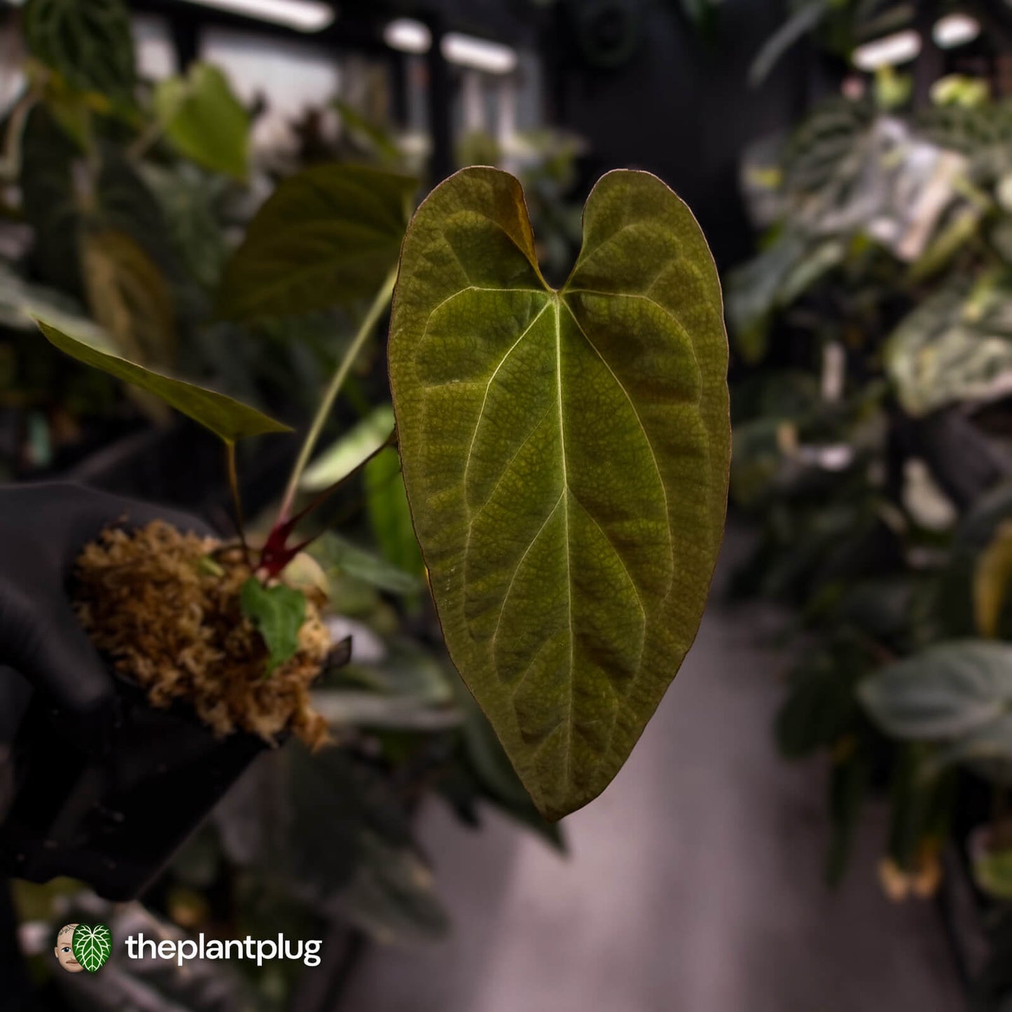 Anthurium papillilaminum 'RL' s1 x ('Black Widow')
