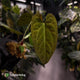 Anthurium papillilaminum 'RL' s1 x ('Black Widow')
