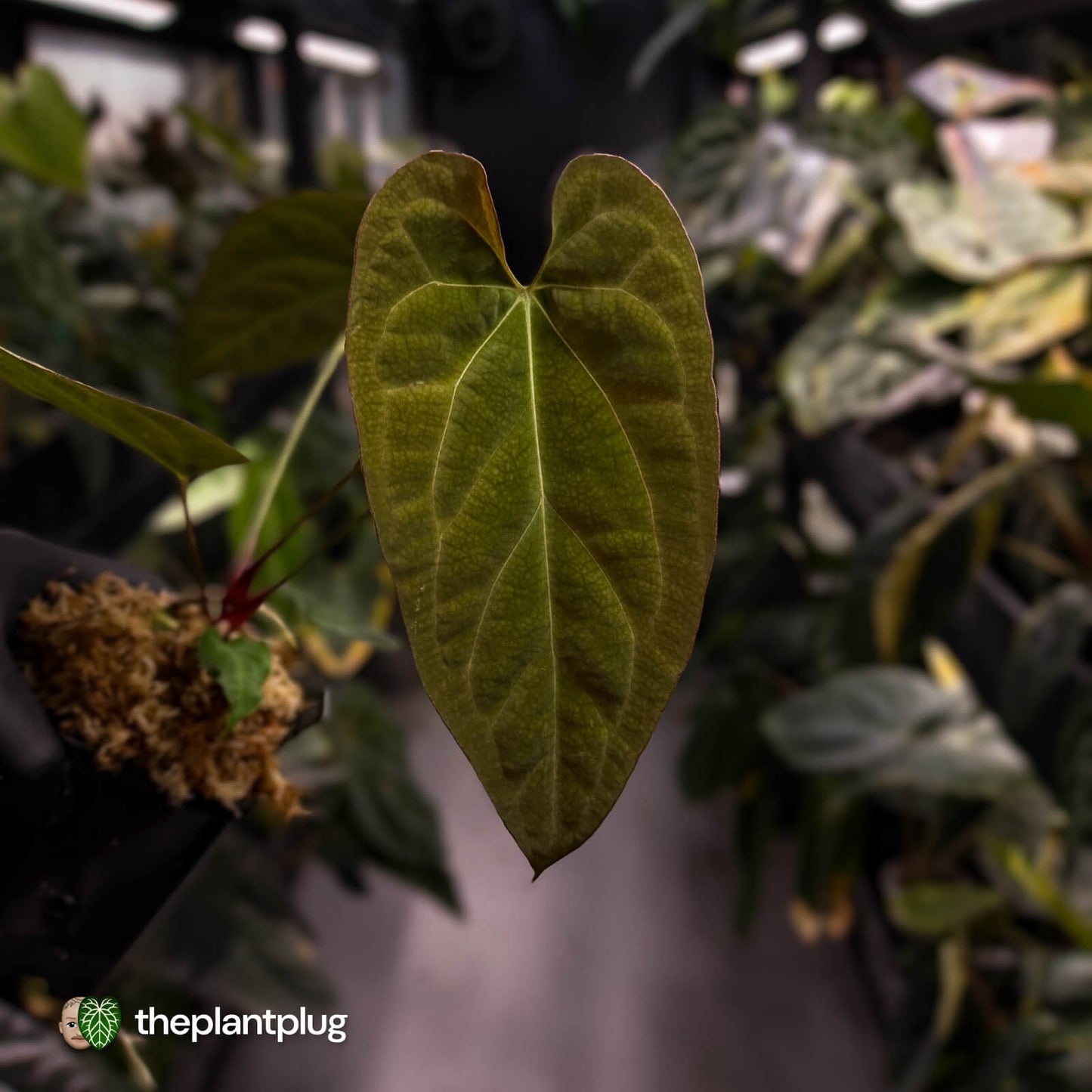 Anthurium papillilaminum 'RL' s1 x ('Black Widow')