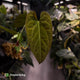 Anthurium papillilaminum 'RL' s1 x ('Black Widow')