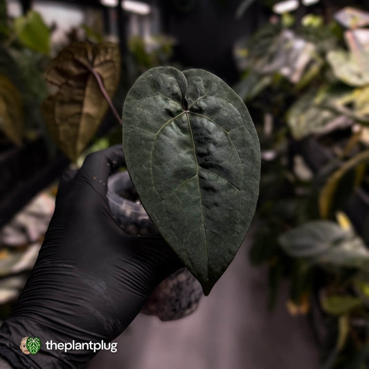 Anthurium 'Ace of Spades' (ex. Tezula) f2 • select clone ♠️