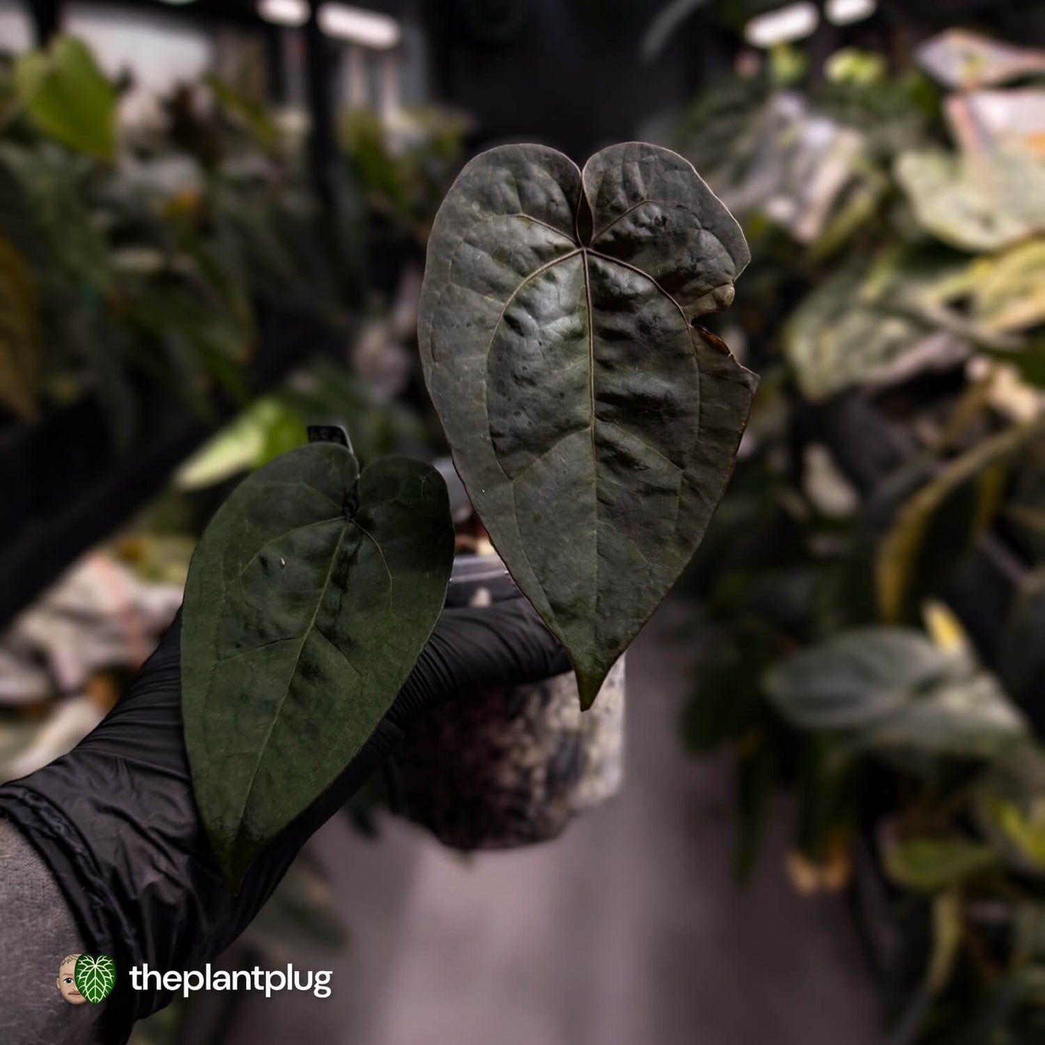 Anthurium 'Ace of Spades' (ex. Tezula) f2 • select clone ♠️