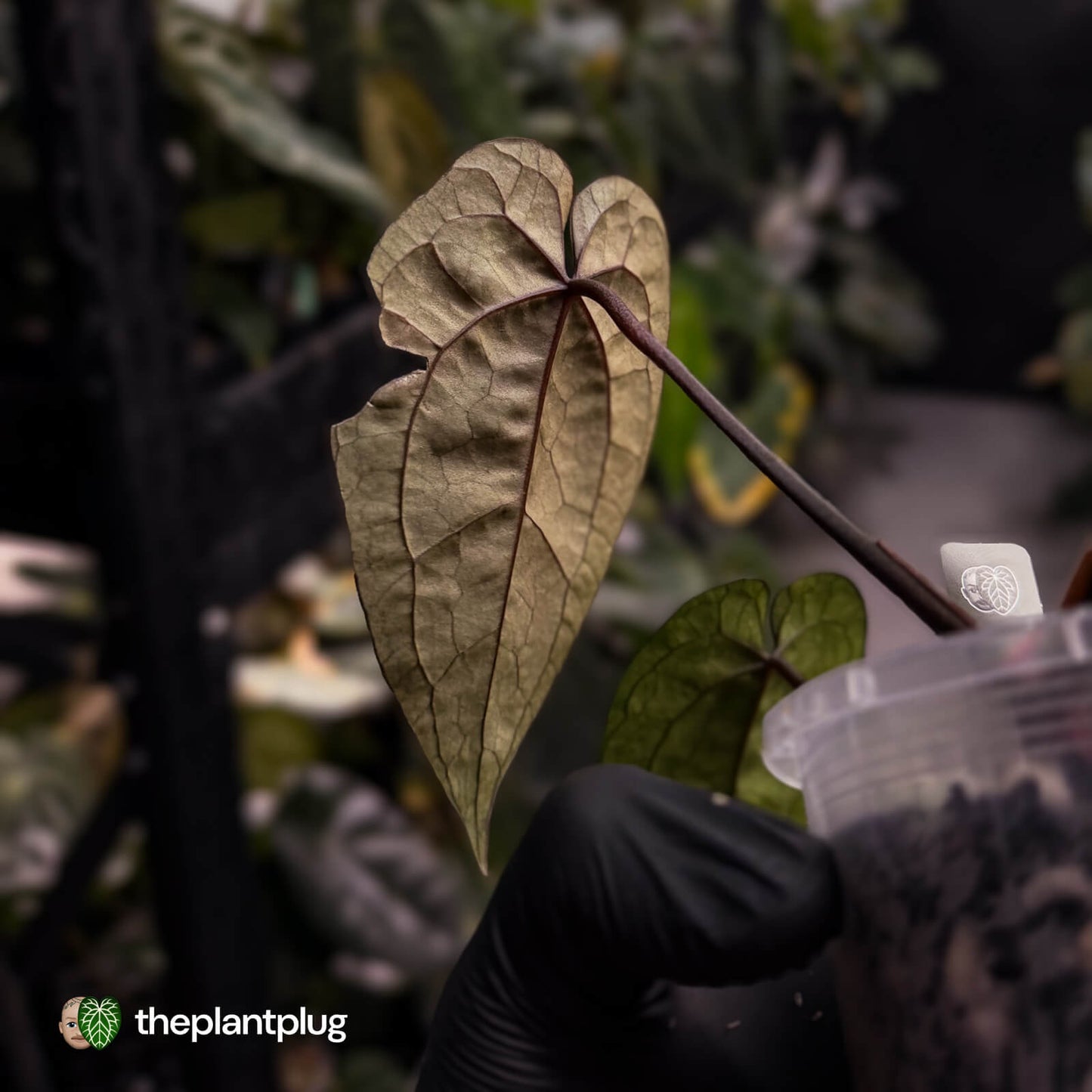 Anthurium 'Ace of Spades' (ex. Tezula) f2 • select clone ♠️