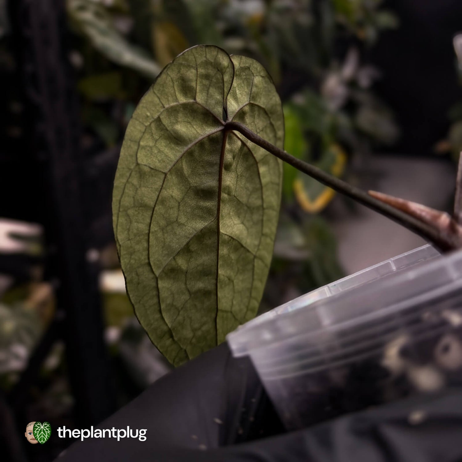 Anthurium 'Ace of Spades' (ex. Tezula) f2 • select clone ♠️