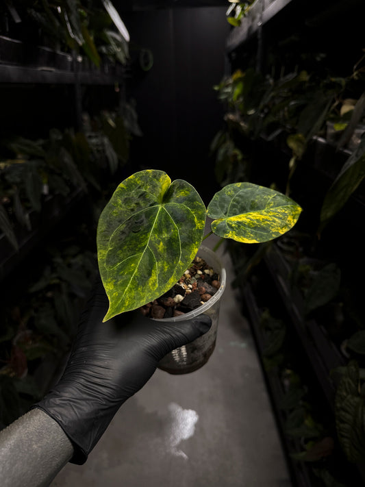 Anthurium forgetii hybrid • variegated