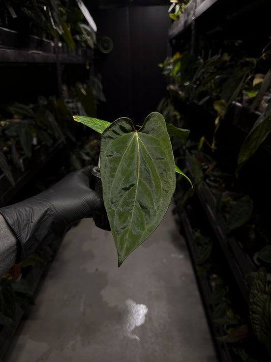 anthurium (dressleri 'RG' f2 x carlablackiae) x kunayalense 'RA7'