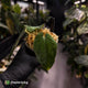 Anthurium antolakii ('Round' x 'BBL') f2