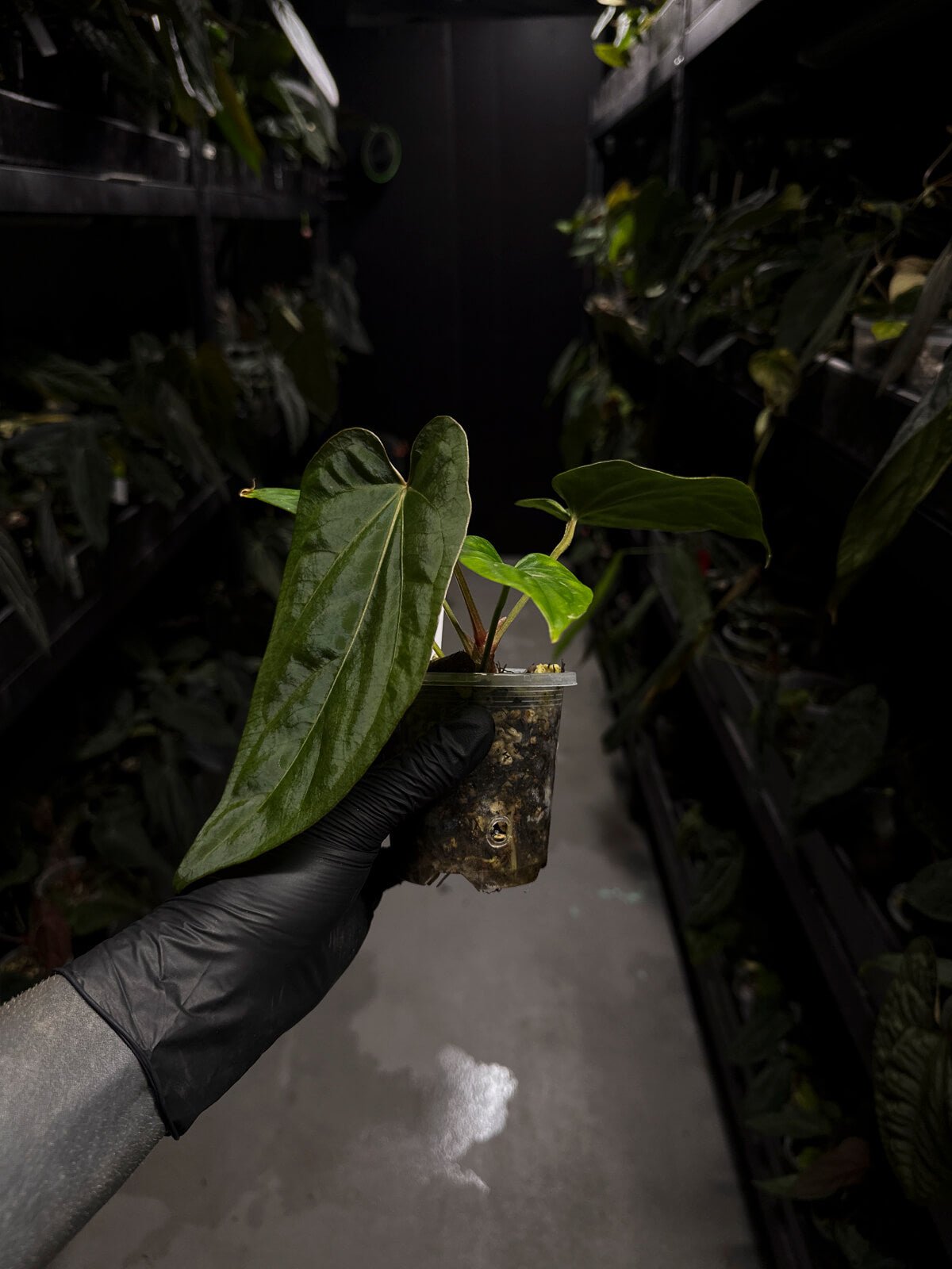 anthurium (dressleri 'RG' f2 x carlablackiae) x kunayalense 'RA7'