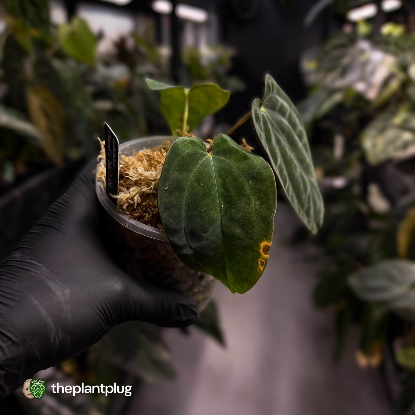 Anthurium antolakii ('Round' x 'BBL') f2