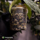 Anthurium antolakii ('Round' x 'BBL') f2