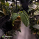 Anthurium antolakii ('Round' x 'BBL') f2