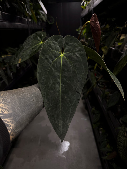 Anthurium #BBC • select holdback