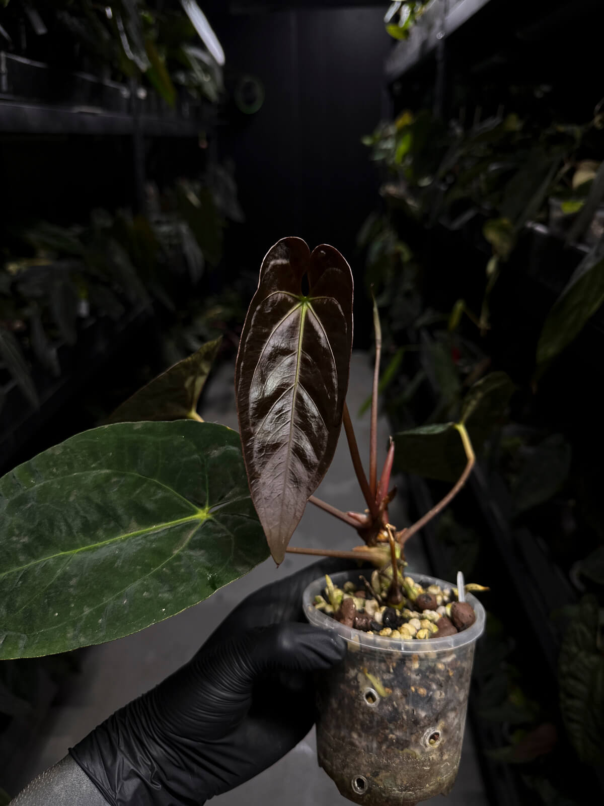 Anthurium #BBC • select holdback