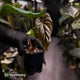 Anthurium deadpool x antolakii • first release 🔊